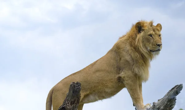 Close Portrait Young Lion — Stock Photo, Image