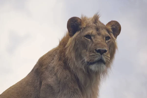 Крупным Планом Портрет Молодого Льва — стоковое фото