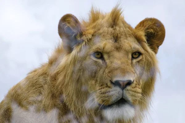 Nahaufnahme Porträt Eines Jungen Löwen — Stockfoto