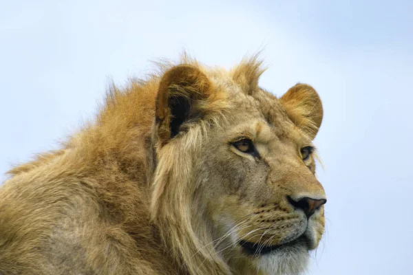 Close Portrait Young Lion — Stock Photo, Image