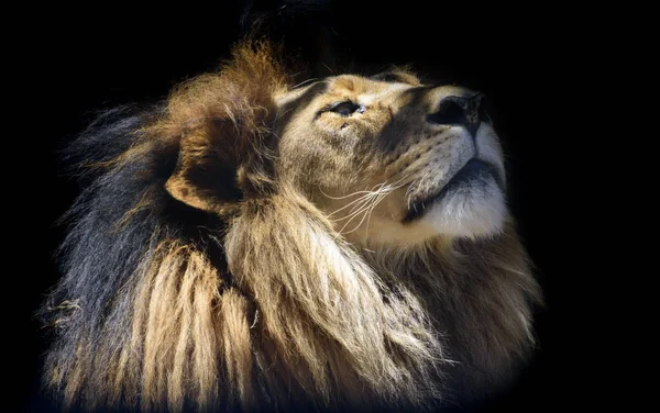 Close Portrait Young Male Lion — Stock Photo, Image