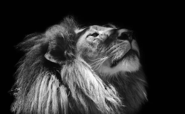 Close Portrait Young Male Lion — Stock Photo, Image