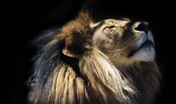 Nahaufnahme Porträt Eines Jungen Männlichen Löwen — Stockfoto