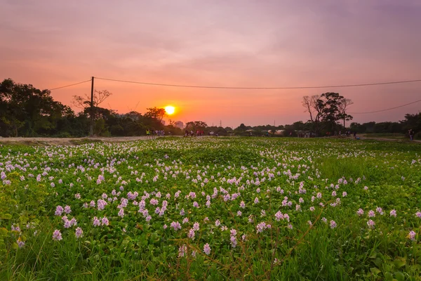 Flower bed sunset in Hong Kong — Stock Photo, Image