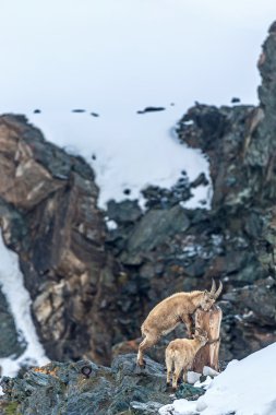 Hafif Dondurucu içinde kırmızı geyikler
