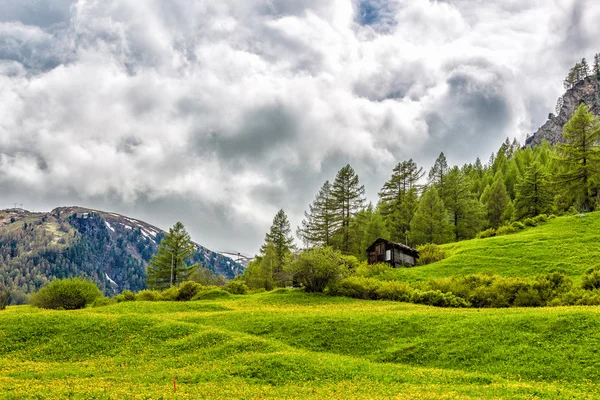 Grönskande swiss mountain äng — Stockfoto