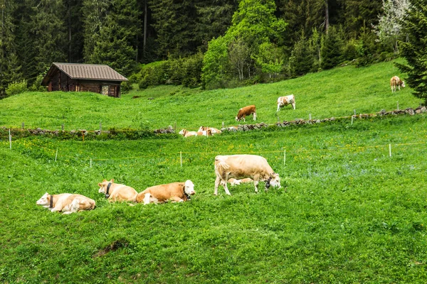 アルプス スイス牛 — ストック写真
