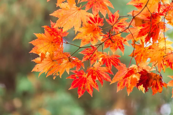 Autumn colored leaves — Stock Photo, Image