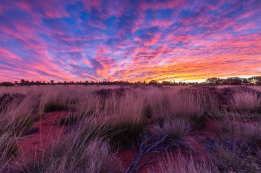 Avustralya 'da çayırlarda gün batımı