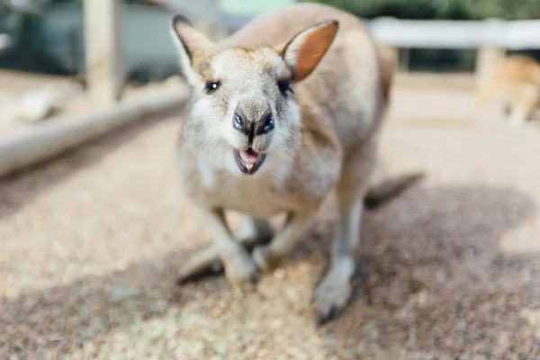 Kangourou Australie Gros Plan — Photo