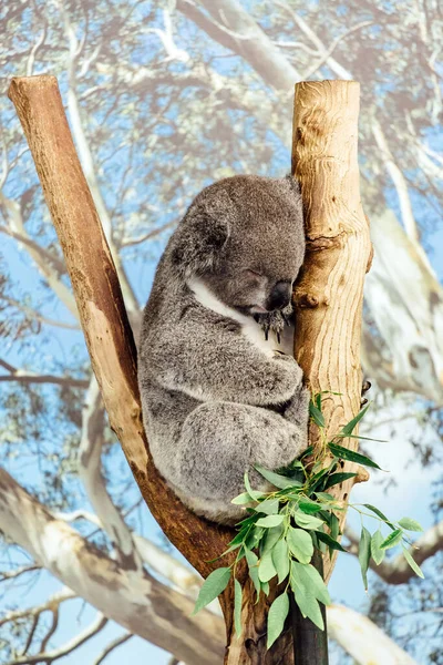 Koala Sydney Zoo Austrálie — Stock fotografie