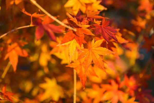 Rote Blätter Herbst — Stockfoto