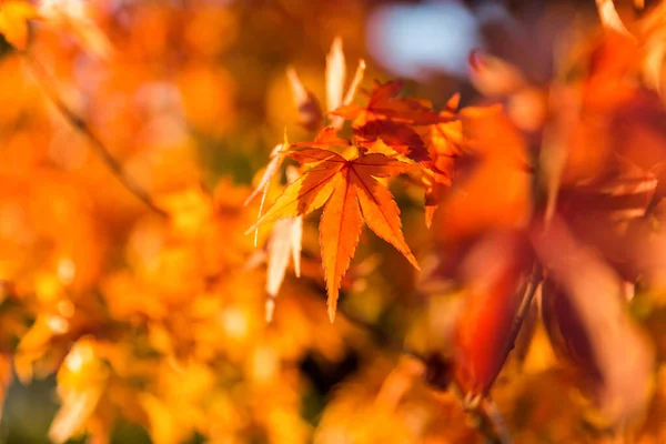 Rote Blätter Herbst — Stockfoto