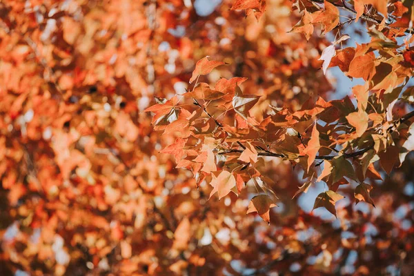 Red Leaves Autumn — Stock Photo, Image