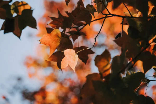 Röda Löv Hösten — Stockfoto
