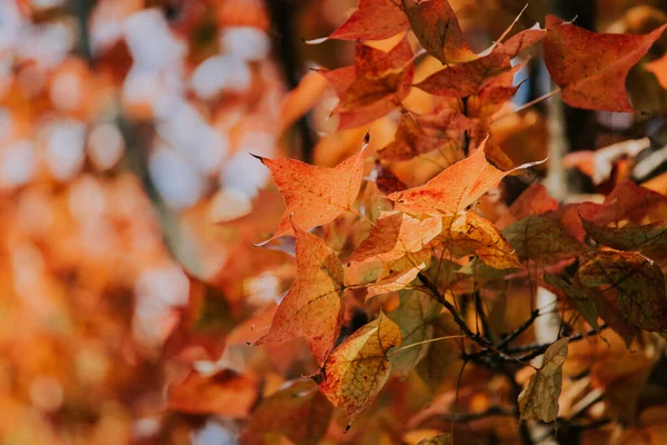 Feuilles Rouges Automne — Photo