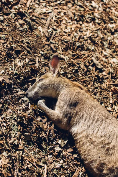 Känguru Australien Nahaufnahme Stockbild