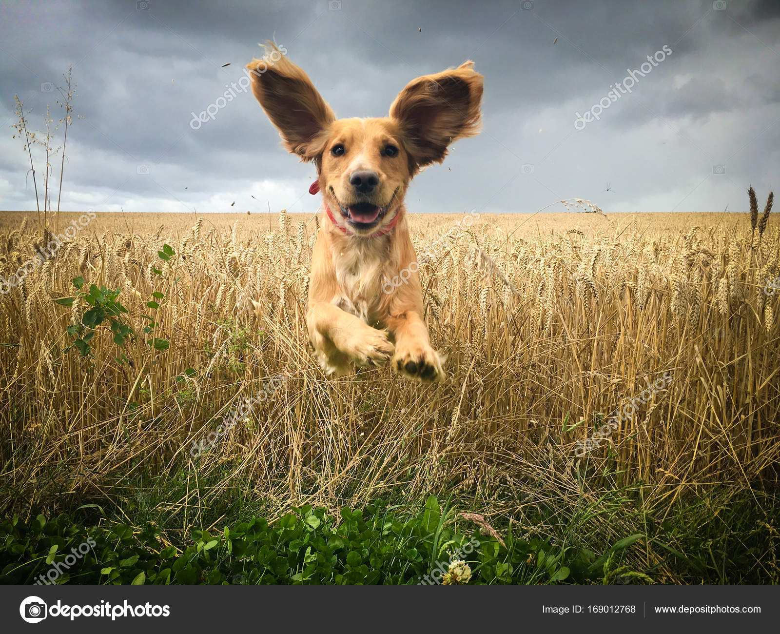 dogs and wheat