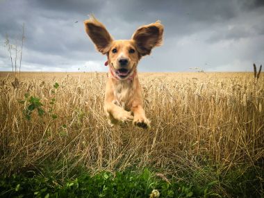 Kaçarken bir alanda buğday cocker spaniel köpek