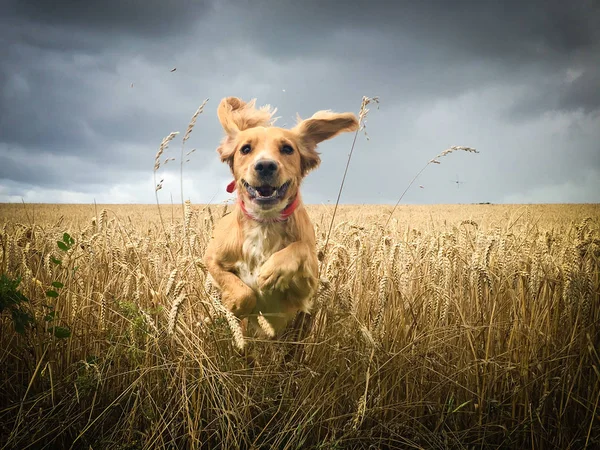 Cocker spaniel dog running through a field of wheat — Stock Photo, Image