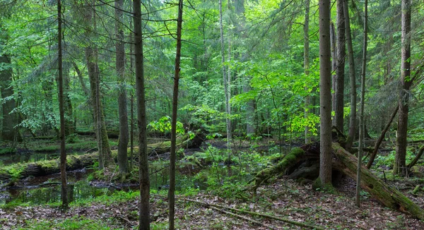 Bosque primitivo en primavera con árboles rotos —  Fotos de Stock