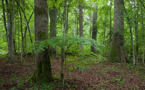 Natural stand of Landscape Reserve with oak tree moss wrapped — Stock Photo, Image