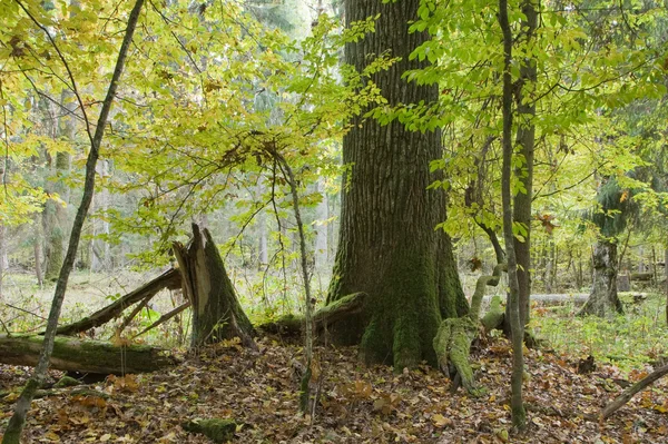 Lonely old oak tree in fall — Stock Photo, Image