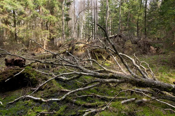 Broken birch tree in spring — Stock Photo, Image