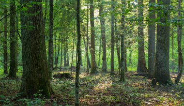 Yaprak döken tribünde sabah sis ve güneş