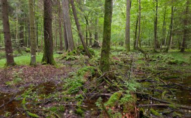 Bahar ayakta su ile karışık orman ıslak