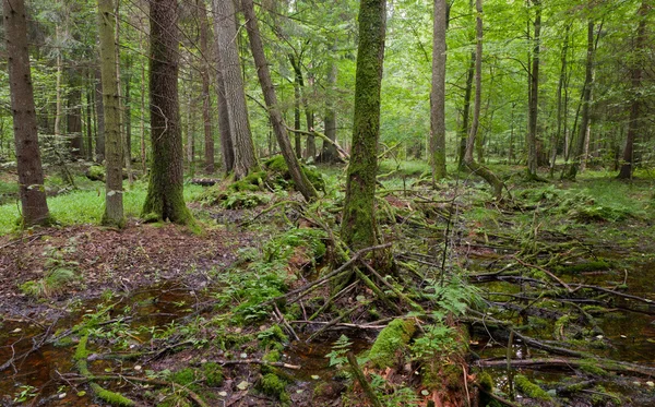 Άνοιξη υγρό μικτό δάσος με το μόνιμο νερό — Φωτογραφία Αρχείου