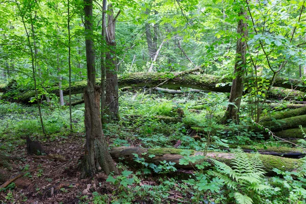 Oude eik gebroken liggen in voorjaar bos — Stockfoto