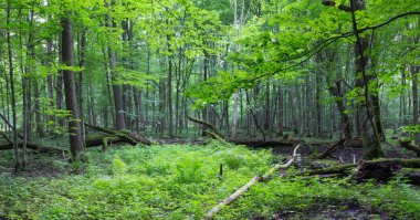 Eski yaprak döken ve ferns ile stand içinde çimen