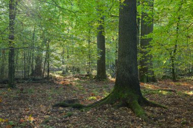 sabah güneşi yaprak döken girerken ayakta