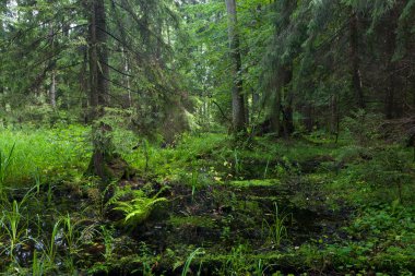 Bialowieza orman zengin kıyısını karma stand