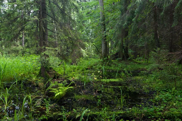Rico puesto mixto ribereño del bosque de Bialowieza —  Fotos de Stock