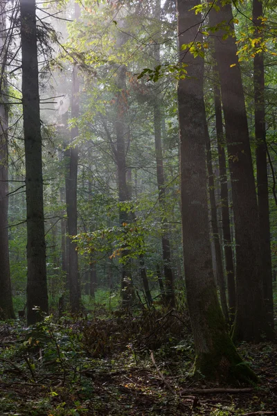 森林中的夏季雾蒙蒙的早晨 — 图库照片