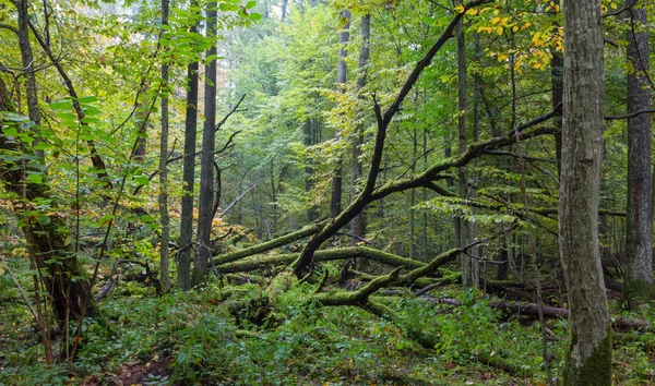 秋に横たわって壊れた古いオークの木 — ストック写真