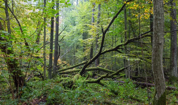 Viejos robles rotos acostados en otoño — Foto de Stock