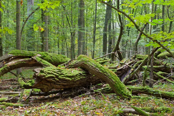 Ölü ağaçlar sonbahar yaprak döken standı