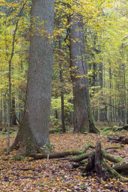 Eski meşe ağaçları sonbaharda yalan kırık