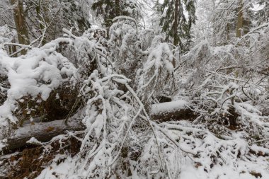 Kış manzarası doğal orman ölü Ladin ağacı