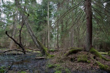 İğne yapraklı tribünde ıslak bahar