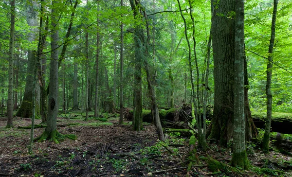 Old oak trees in stand — Stock Photo, Image