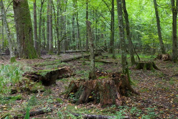 Yaprak döken tribünde fal ile eski kütükler