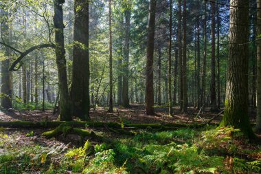 sunbeam zengin yaprak döken orman girme
