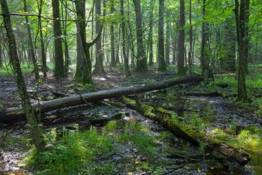 Yaz öğle ışık ile girerek zengin yaprak döken standı