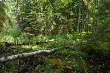 Yaz aylarında doğal karma stand