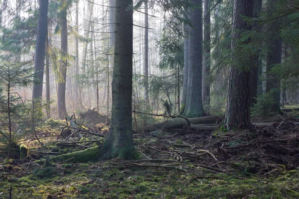 Stand di conifere di Foresta di Bialowieza in mattina — Foto Stock