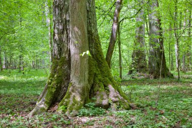 Eski ıhlamur ağaçları sumertime stand